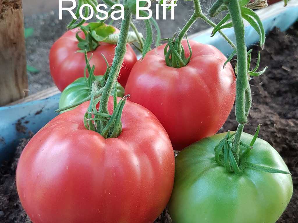 Rosa Biff